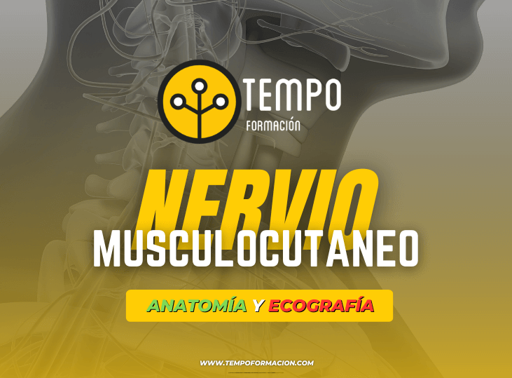 nervio-musculocutaneo-y-ecografia